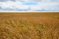 ÃÂ¡ereal fields. Spikelets in the field, cereal fields.